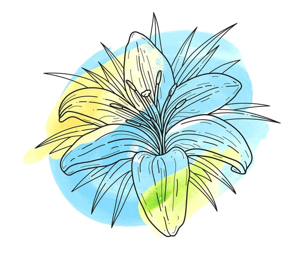 Квітка лілії монохромна Векторні ілюстрації та акварельні плями. Красива лілія тигра ізольована на білому тлі. Елемент дизайну вітальних листівок та запрошень — стоковий вектор