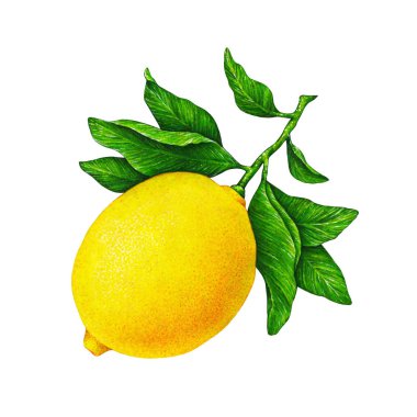 Güzel sarı limon meyve dal beyaz arka plan üzerinde izole yeşil yaprakları ile büyük Illustration. Limon çizim suluboya
