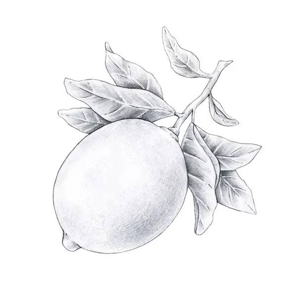 Black White Illustration Lemon Fruit Branch Leaves Isolated White Background — Stock Photo, Image