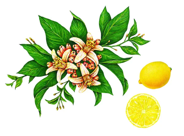 Grande Illustrazione Bellissimi Limoni Gialli Ramo Con Foglie Verdi Fiori — Foto Stock