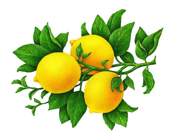Güzel sarı limon meyve dal beyaz arka plan üzerinde izole yeşil yaprakları ile büyük Illustration. El ile çizim suluboya