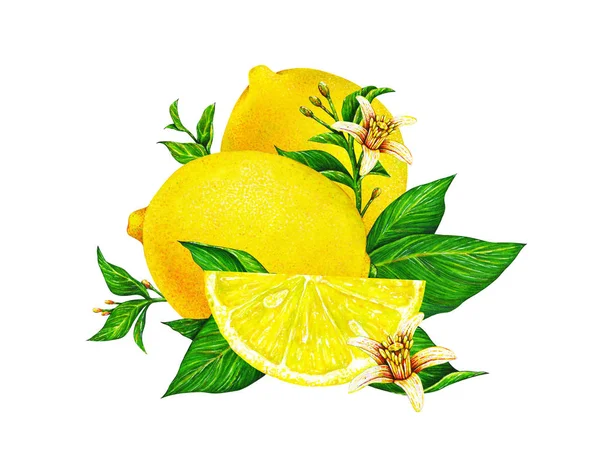 Отличная Иллюстрация Красивых Желтых Лимонных Фруктов Ветке Зелеными Листьями Цветами — стоковое фото