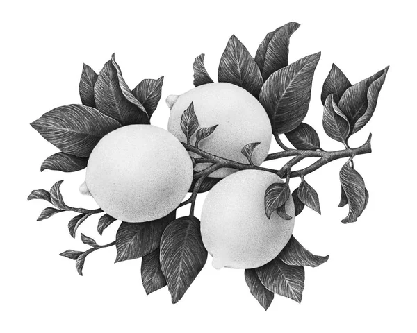 Zitronen Früchte Auf Einem Zweig Mit Blättern Isoliert Auf Weißem — Stockfoto