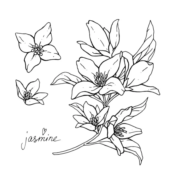 Les Fleurs Jasmin Sont Isolées Sur Fond Blanc Branche Avec — Image vectorielle