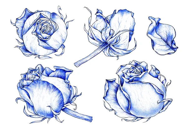 用蓝色墨水手工画玫瑰 一套设计用的花蕾 美丽的玫瑰在白色的背景上与世隔绝 花卉插画 — 图库照片
