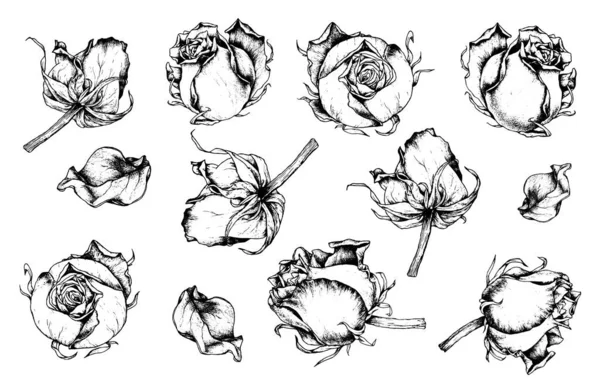 Rose Disegnate Mano Inchiostro Nero Set Boccioli Fiori Design Bella — Vettoriale Stock