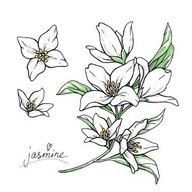 Color jasmine flowers are isolated on a white background. Branch with buds and leaves vector illustration hand work. clipart