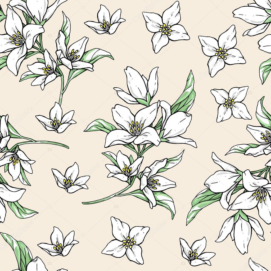 Jasmine white flowers on beige background. Vector handwork illustration. Drawing of blooming white jasmine with green leaves. Seamless pattern with jasmines for textiles design.