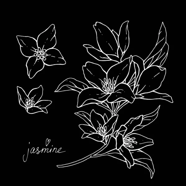 Квіти Жасмину Ізольовані Чорному Тлі Гілка Бруньками Листям Векторні Ілюстрації — стоковий вектор