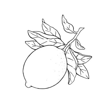 Beyaz arka planda yaprakları izole edilmiş bir dalda güzel limon meyvelerinin harika bir temsili. Limonun siyah beyaz çizimi