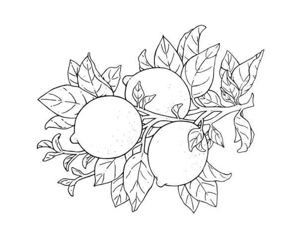 Velký Vektor Ilustrace Krásné Citrónové Ovoce Větvi Listy Izolované Bílém — Stockový vektor
