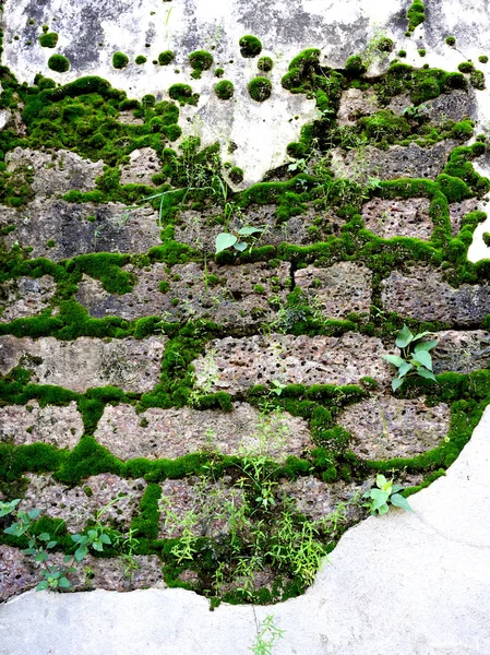 Muro antico con muschio su pietra di laterite — Foto Stock