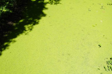 Su suface arka plan top taze yeşil spawn