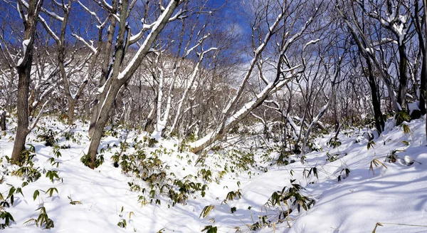 Neige dans la forêt Noboribetsu onsen neige hiver — Photo