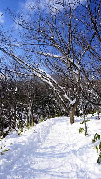 जंगल में बर्फ और वॉकवे नोबोरिबेट्सू ऑनसेन बर्फ शीतकालीन — स्टॉक फ़ोटो, इमेज