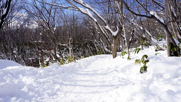 Snow and walkway in the forest Noboribetsu onsen snow winter par — Stock Photo, Image