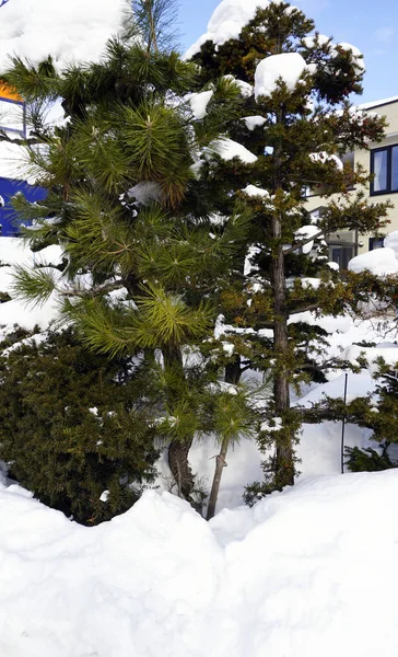 Nieve y árbol invierno en sapporo — Foto de Stock