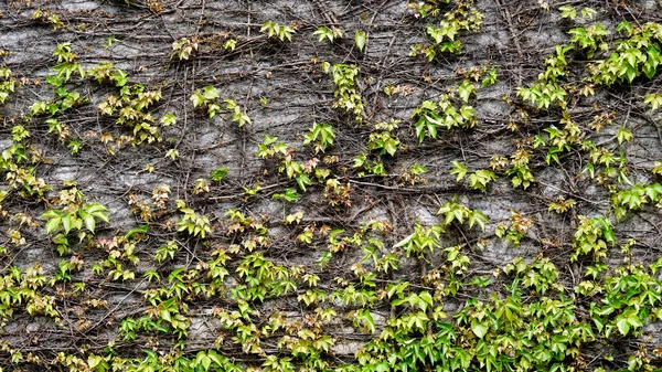 Texture de feuille verte sèche et fond matériel — Photo