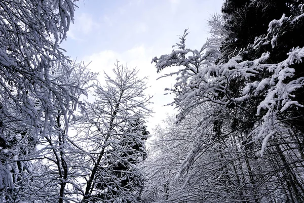 Scenery of forest valley dreamscape Hallstatt winter snow mounta — Stock Photo, Image