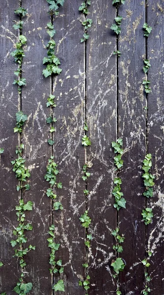 Texture bois foncé fond ligne verticale avec plante de vigne, abst — Photo