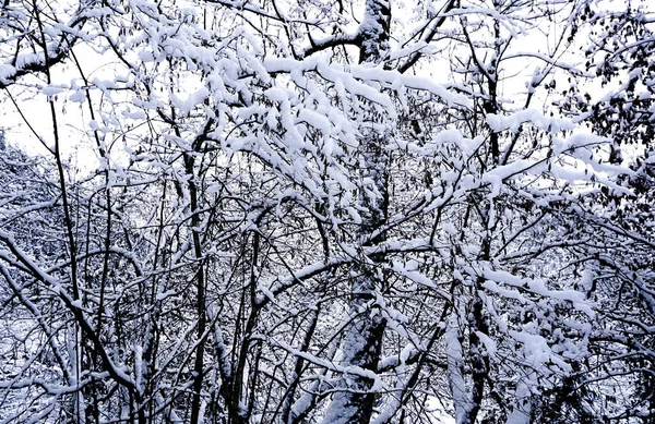 Closeup pine forest valley dreamscape Hallstatt winter snow moun — Stock Photo, Image