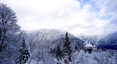 Hallstatt Kış Dağı manzarası Ula 'daki çam ormanı