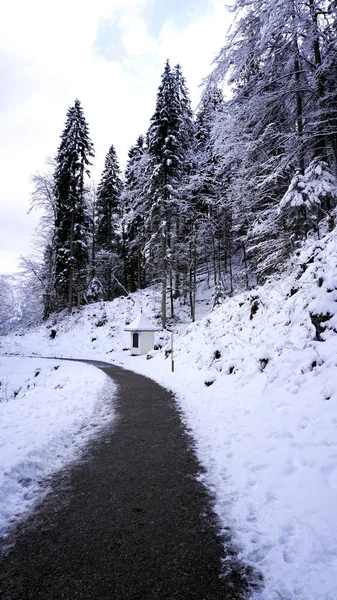 Walkway hiking epic mountain outdoor adventure pass the pine for — Stock Photo, Image