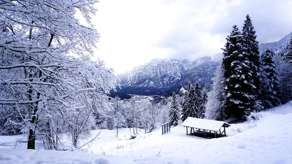 Hallstatt Winter snow mountain landscape and the pine forest — Stockfoto