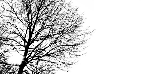 silhouette big giant tree foreground on white background isolated with copy space 