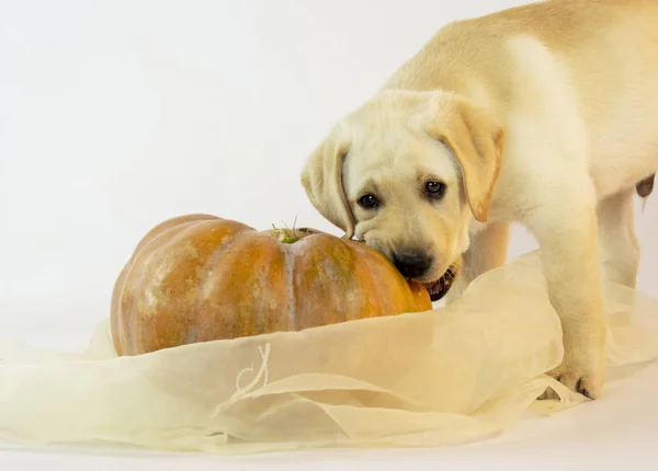 Beyaz Arka Planda Balkabağı Olan Küçük Labrador Köpeği — Stok fotoğraf