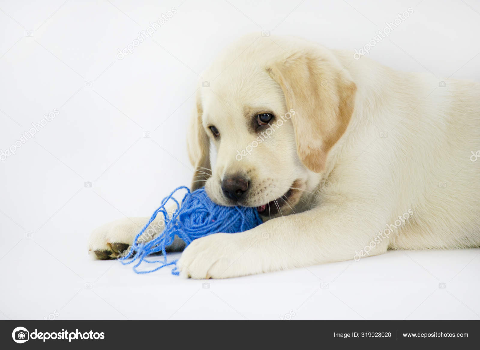 Little lab best sale dog