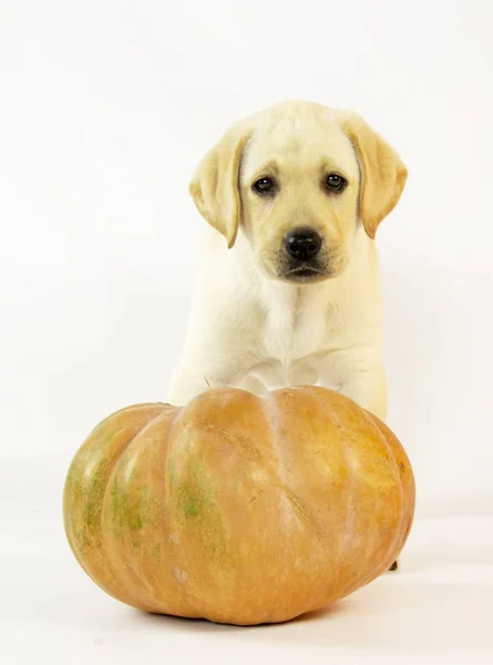 Pequeno Cachorro Labrador Com Abóbora Fundo Branco — Fotografia de Stock