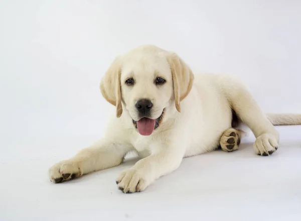 Küçük Labrador Köpeği Beyaz Arka Planda Izole Edilmiş — Stok fotoğraf