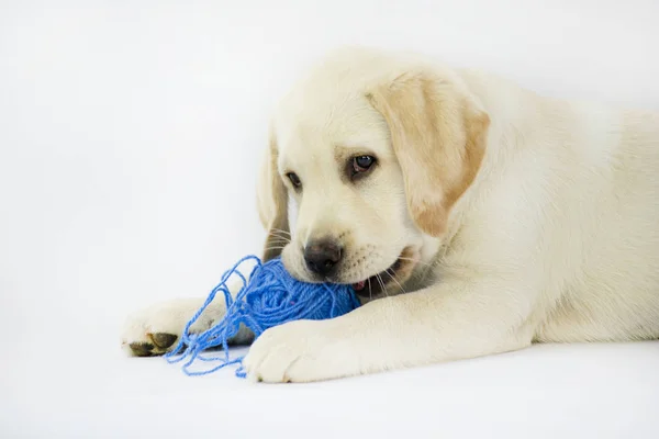 Pequeno Filhote Cachorro Labrador Isolado Fundo Branco — Fotografia de Stock