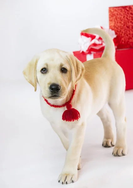 Año Nuevo Vacaciones Labrador Cachorro Caja Regalos — Foto de Stock