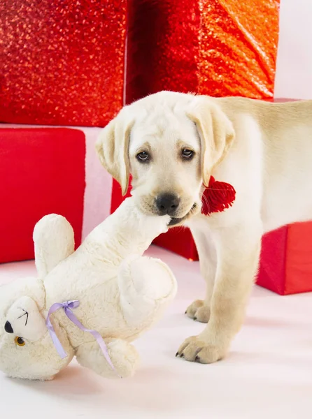 Año Nuevo Vacaciones Labrador Cachorro Caja Regalos — Foto de Stock