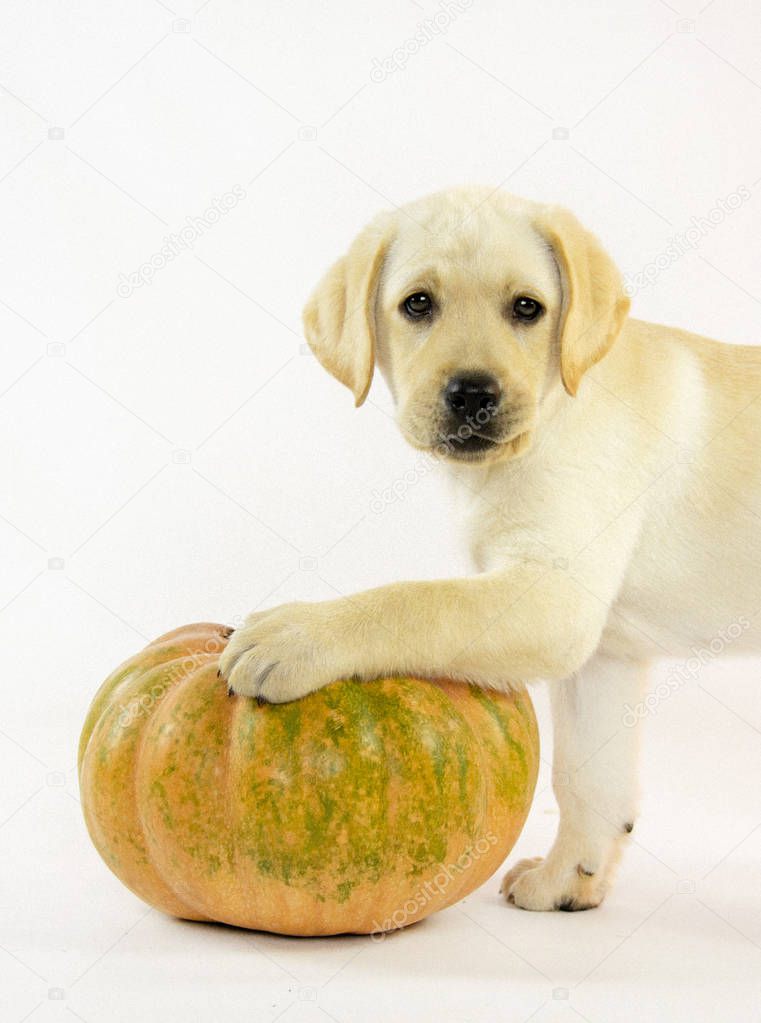  Little Labrador puppy with pumpkin on white background