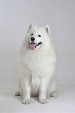 Beyaz köpek Samoyed beyaz arkaplan