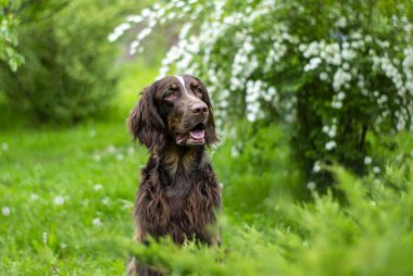 Av köpeği kahverengi meraklı av