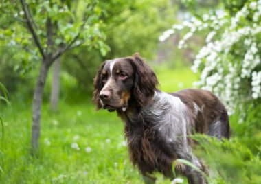 Av köpeği kahverengi meraklı av