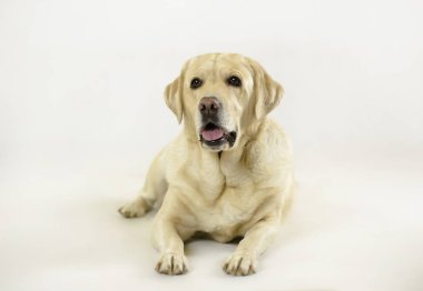 Beyaz arkaplanda Labrador Golden Retriever