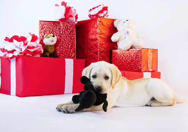New Year Holidays Labrador Puppy Presents Box — Stock Photo, Image