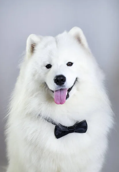 Vit Hund Gentleman Samoyed — Stockfoto
