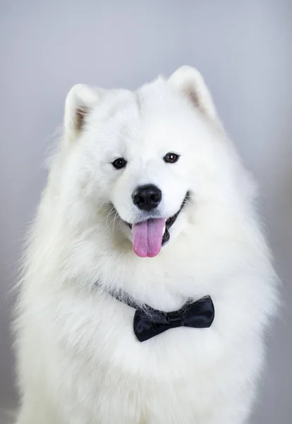 Cavalheiro Cão Branco Samoyed — Fotografia de Stock