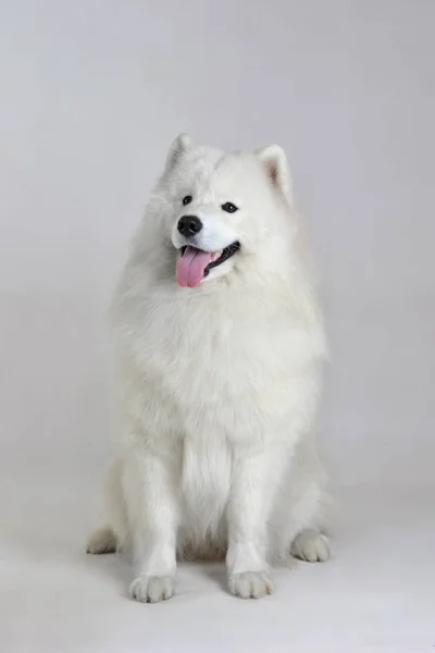 白犬サモイド白の背景 — ストック写真