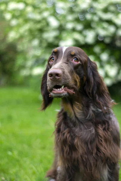 Cão Caça Marrom Caça Curiosa — Fotografia de Stock