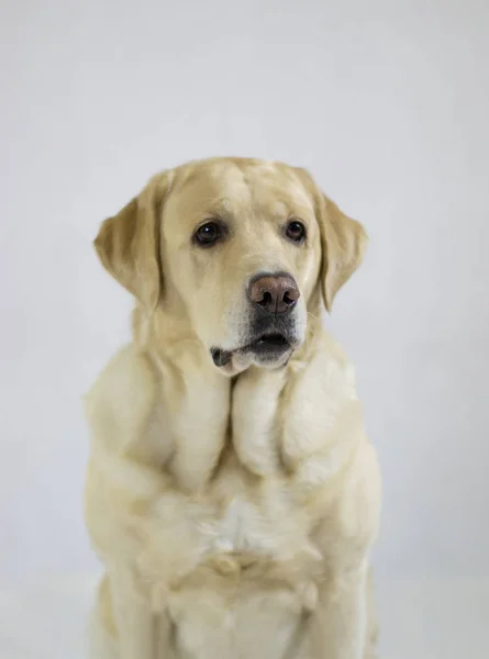 Retrato Labrador — Fotografia de Stock