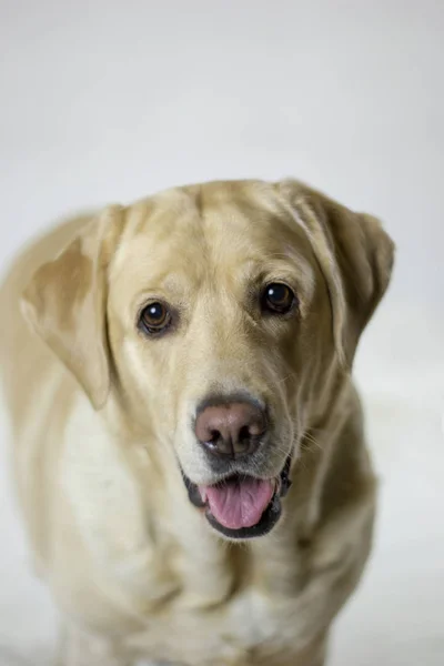 Retrato Labrador Retriever — Fotografia de Stock