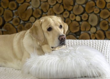 Labrador av köpeği koltukta.