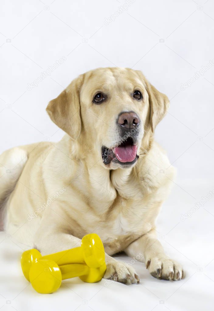 Labrador retriever fitness dog on white background
